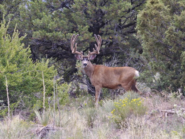 Utah Division of Wildlife Resources 2024 Proposals with Dustin Wittwer ...