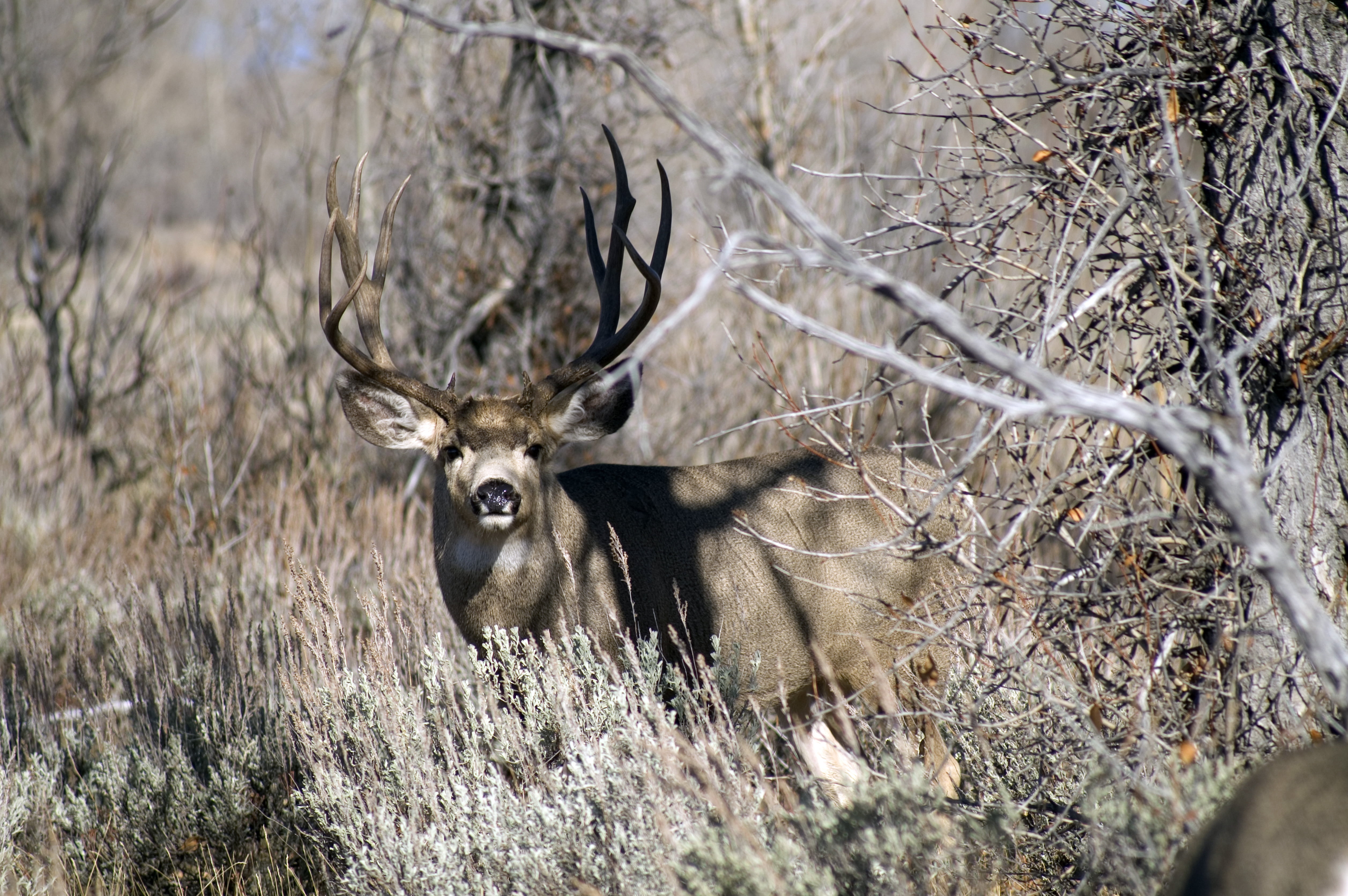 A Wyoming Mule Deer Buck