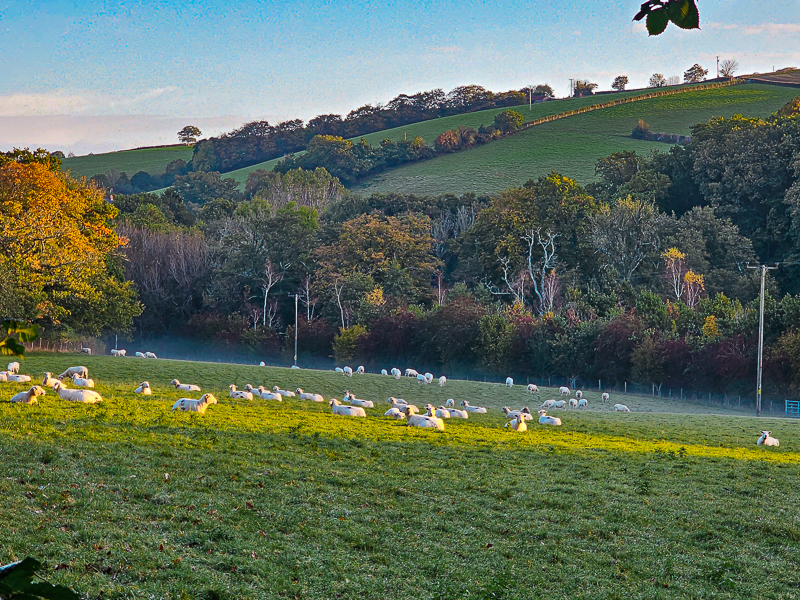 Brilliant white sheep dotted the entire countryside like a renaissance painting. 
