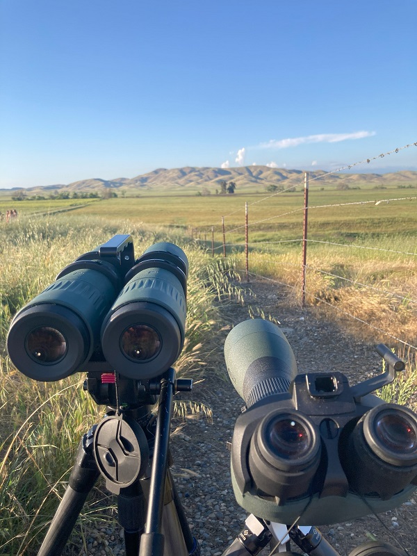 Glassing into the shadows of a mountain from 4-4.5 miles away, the BTX was noticeably better at penetrating shady hillsides. Towards the top, a group of deer was spotted with the BTX.