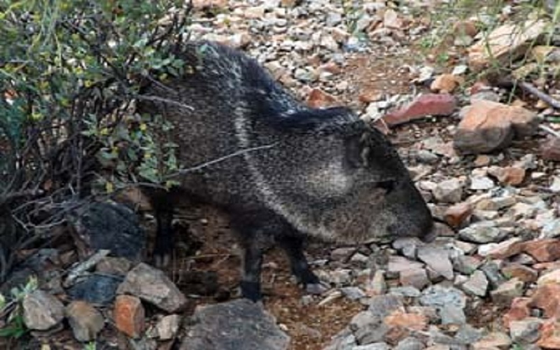 Due to the javelina’s poor vision, a very slow, deliberate style of still hunting can get you remarkably close to your quarry. (Courtesy of NPS)