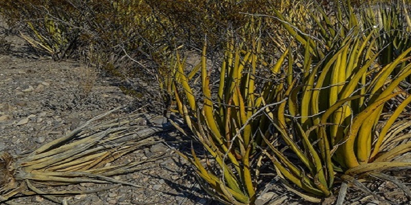 Agave lechuguilla