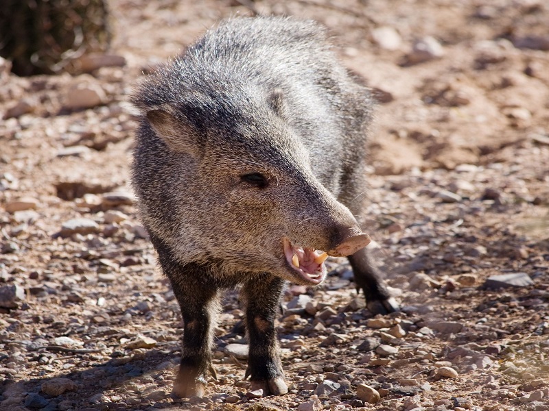 Javelina