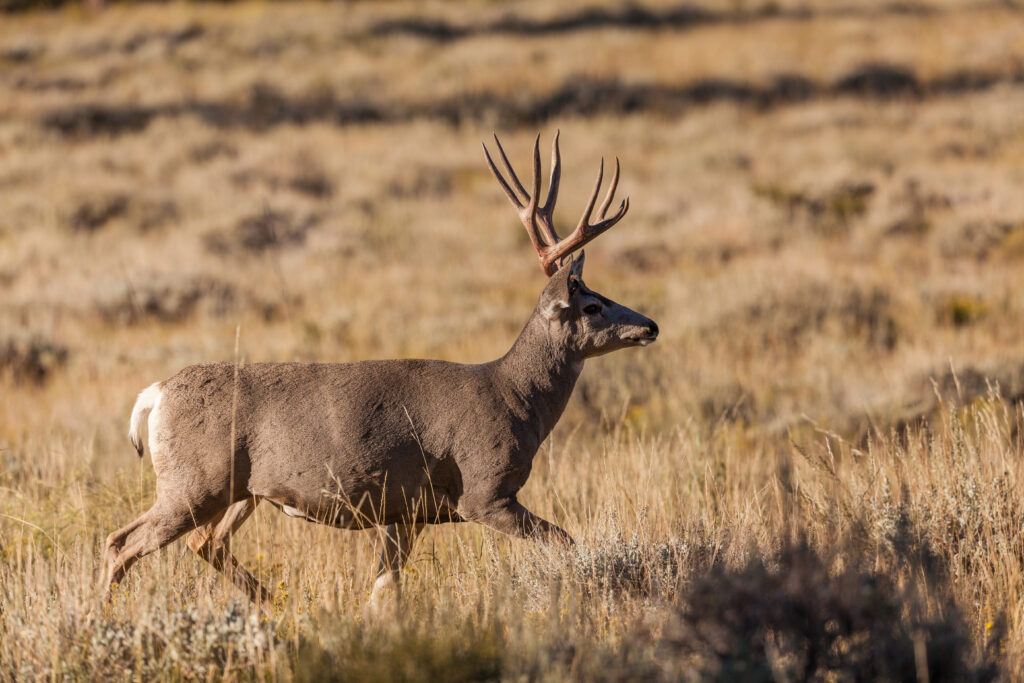 Mule Deer Buck 