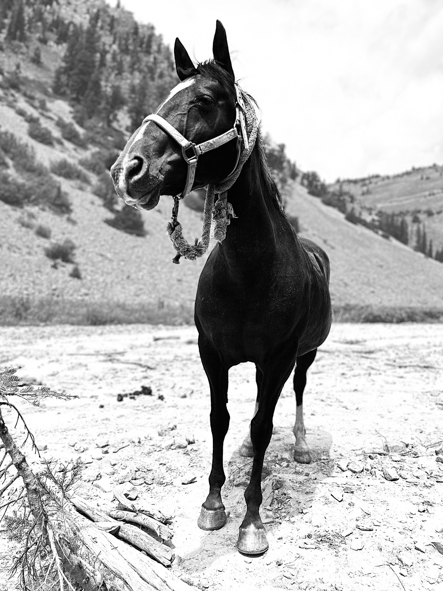 Mules vs. Horses & Missy