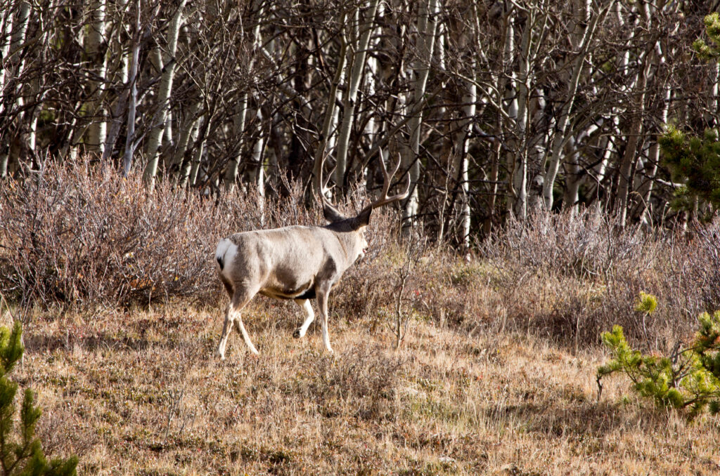 Big buck in leaf-off