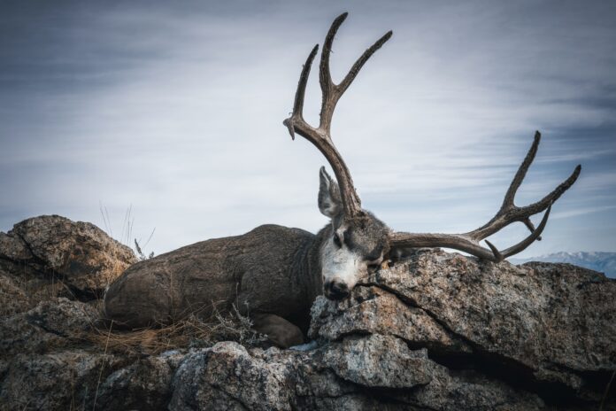 Chucks Antelope Island Mule Deer