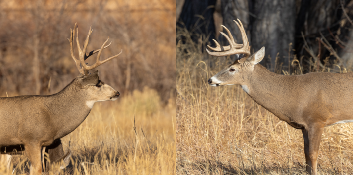 Mule Deer Whitetail Bucks stare off with Beau Martonik