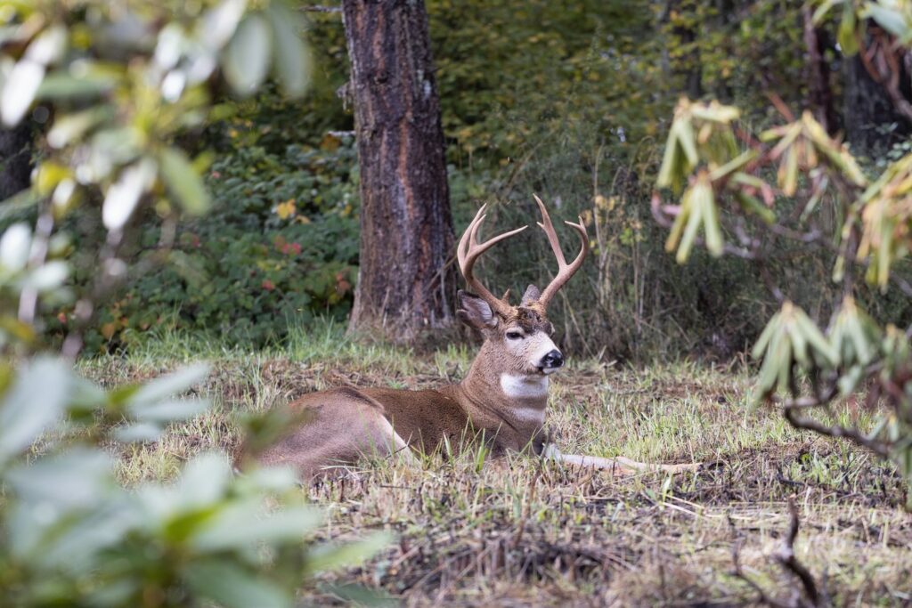 Bedded Blacktail Deer