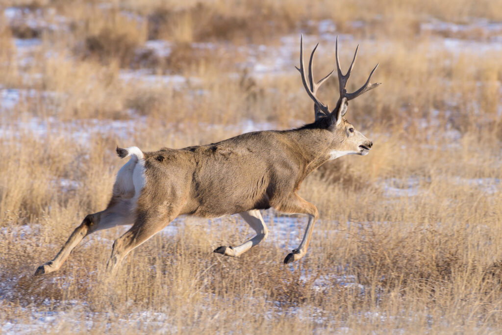 Net-gunning Mule Deer Buck