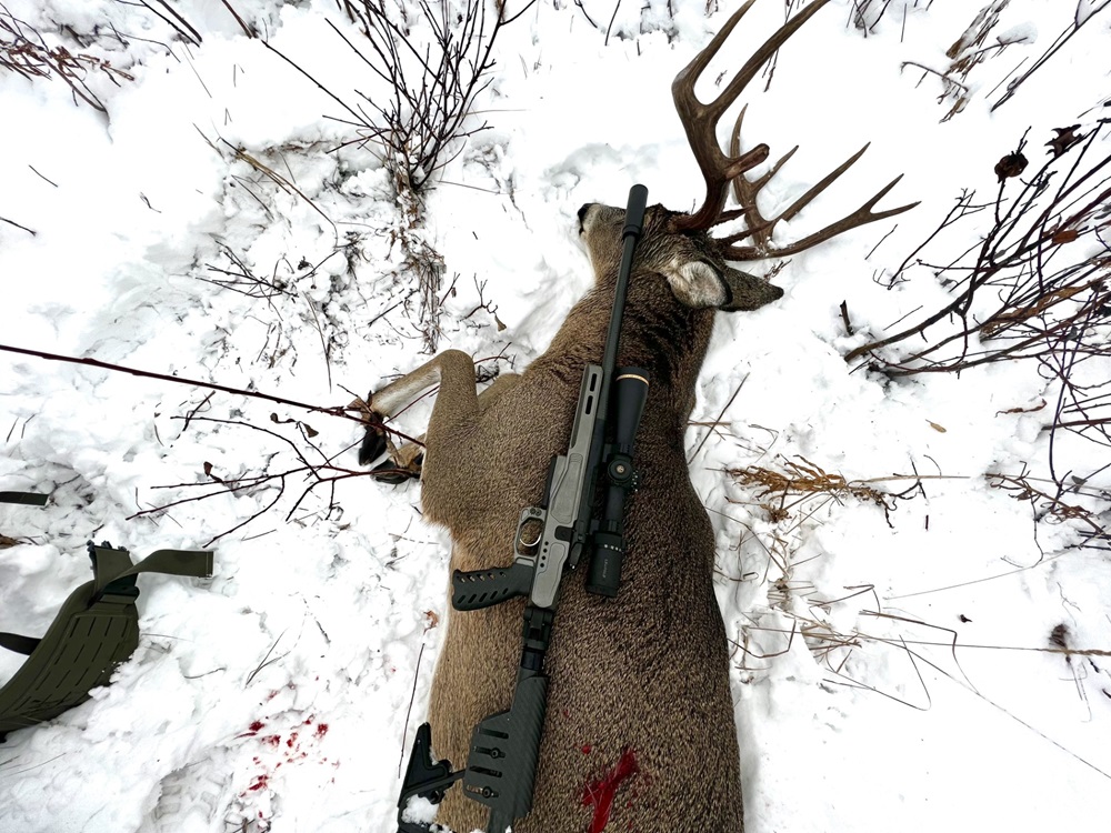 Mountain Whitetail