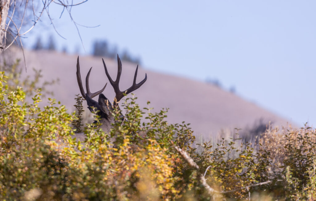 Idaho Mule Deer Proposals