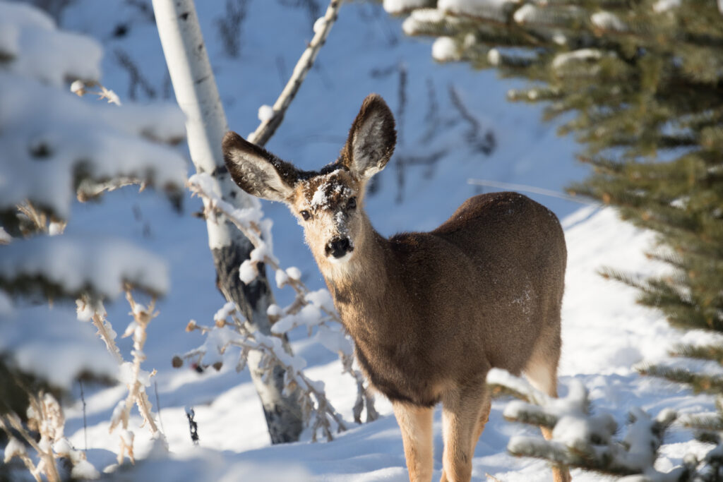 Fawn mule deer in the snow