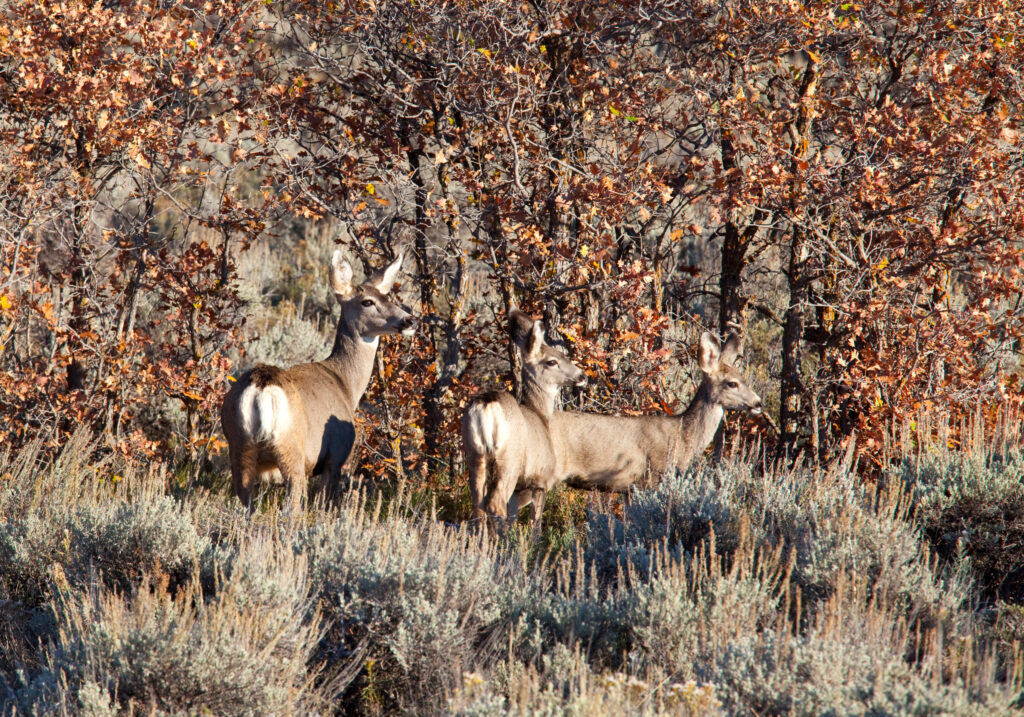 What Mule Deer Eat